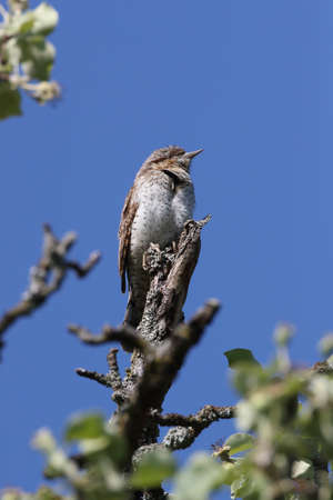 Eurasian wryneck or northern wryneck (Jynx torquilla)