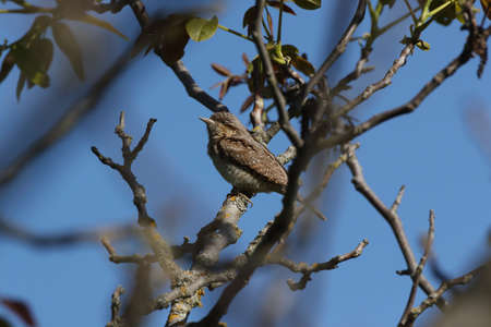 Eurasian wryneck or northern wryneck (Jynx torquilla)