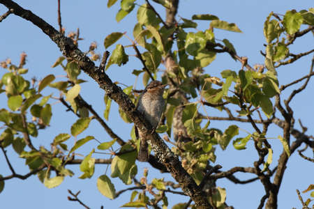 Eurasian wryneck or northern wryneck (Jynx torquilla)の写真素材