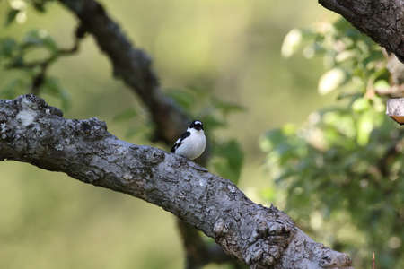 collared flycatcher (Ficedula albicollis) Germanyの写真素材