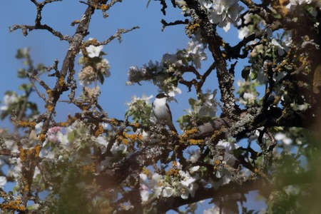 collared flycatcher (Ficedula albicollis) Germany