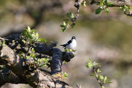 collared flycatcher (Ficedula albicollis) Germanyの写真素材