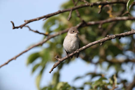 collared flycatcher (Ficedula albicollis) female, Germanyの写真素材