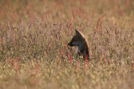 red fox (Vulpes vulpes), fox cub standing in a meadow