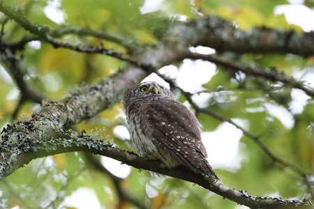 Eurasian pygmy owl (Glaucidium passerinum) Swabian Jurassicの写真素材