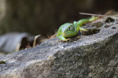 Western Green Lizard sits in a dry stone wallの写真素材