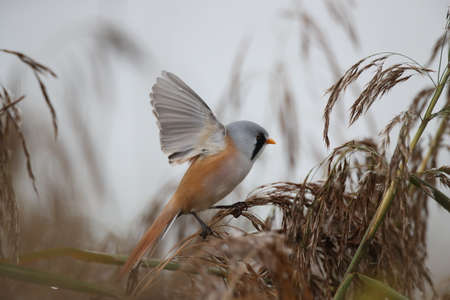 Bearded Reedling or Bearded Tit (Panurus biarmicus) Baden-Wuerttemberg, Germanyの写真素材