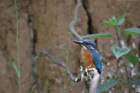 Common Kingfisher (Alcedo atthis), Eurasian kingfisherの写真素材