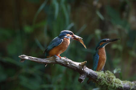 Common Kingfisher (Alcedo atthis), Eurasian kingfisherの写真素材