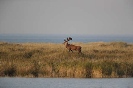Red Deer (Cervus elaphus) Western Pomerania Lagoon Area National Park Germanyの写真素材