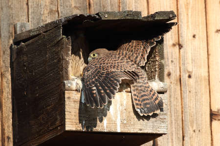 common kestrel (Falco tinnunculus) young birds at the nest box Germany