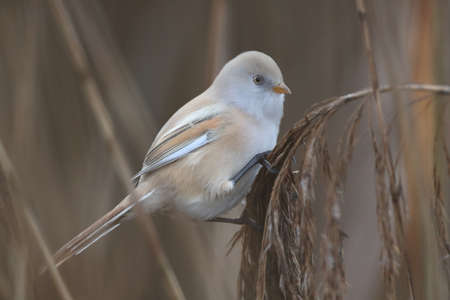 Bearded Reedling or Bearded Tit (Panurus biarmicus) Germany
