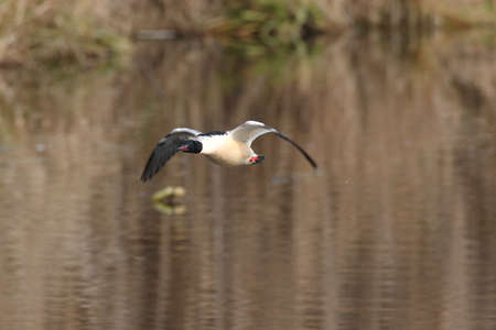 goosander flying above a lake
