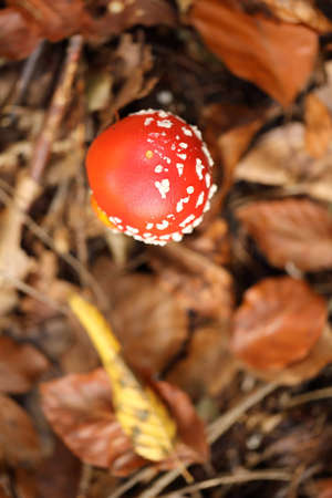 Amanita Muscaria or fly agaric, poisonous mushroom Germany