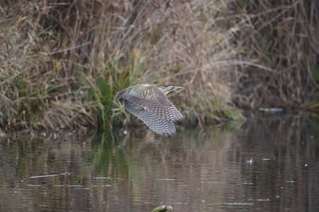 Eurasian bittern or great bittern (Botaurus stellaris)