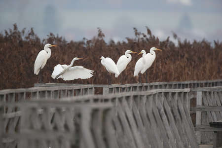 great egret (Ardea alba) Federsee, Baden-Wuerttemberg, Germany
