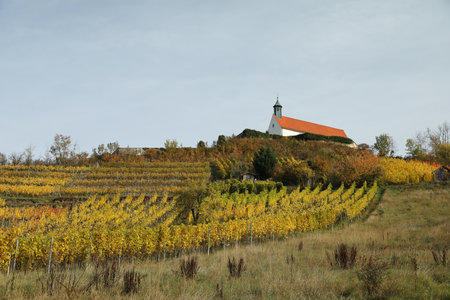 Autumnal landscape with indian summer colors in Wurmlingen, Germany with the chapel St. Remigius (Wurmlinger Kapelle) Germanyの写真素材
