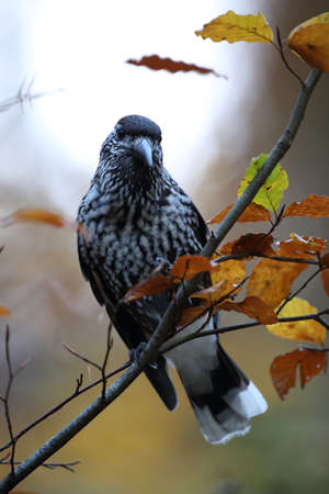 Spotted nutcracker, Eurasian nutcracker (Nucifraga caryocatactes) Black Forest, Germany