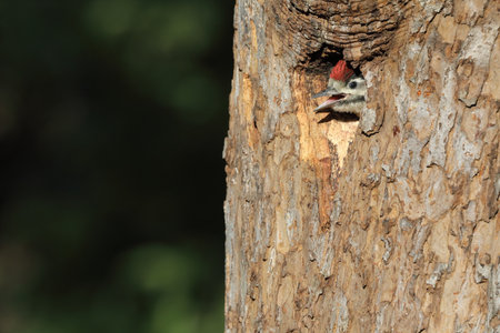 Great Spotted Woodpecker (Dendrocopos major)の写真素材