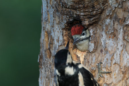 Great Spotted Woodpecker (Dendrocopos major)の写真素材