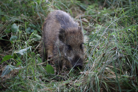 Wild Boar (Sus scrofa) Western Pomerania Lagoon Area National Park Germanyの写真素材