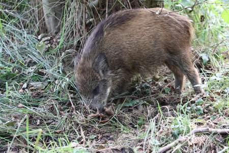 Wild Boar (Sus scrofa) Western Pomerania Lagoon Area National Park Germanyの写真素材