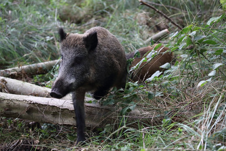 Wild Boar (Sus scrofa) Western Pomerania Lagoon Area National Park Germanyの写真素材