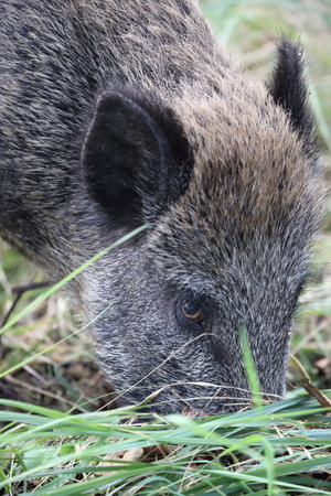 Wild Boar (Sus scrofa) Western Pomerania Lagoon Area National Park Germanyの写真素材