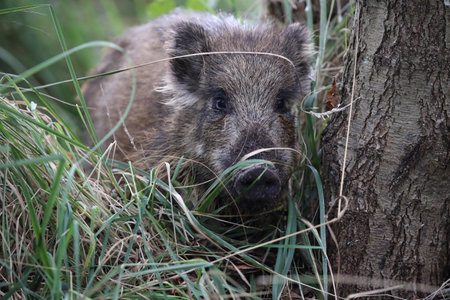 Wild Boar (Sus scrofa) Western Pomerania Lagoon Area National Park Germanyの写真素材