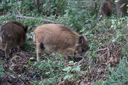 Wild Boar (Sus scrofa) Western Pomerania Lagoon Area National Park Germanyの写真素材