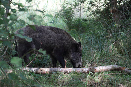 Wild Boar (Sus scrofa) Western Pomerania Lagoon Areaの写真素材