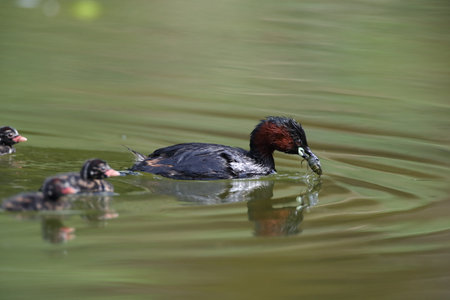 Little Grebe (Tachybaptus ruficollis) and chick