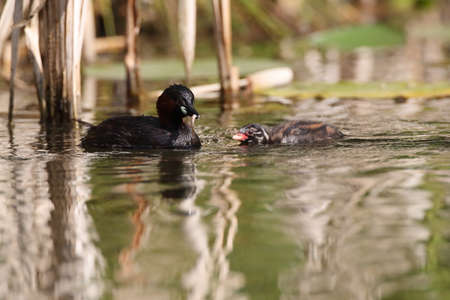 Little Grebe (Tachybaptus ruficollis) and chickの写真素材