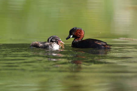 Little Grebe (Tachybaptus ruficollis) and chickの写真素材