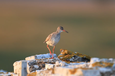 common redshank or simply redshank (Tringa totanus) Ãlnad Swedenの写真素材