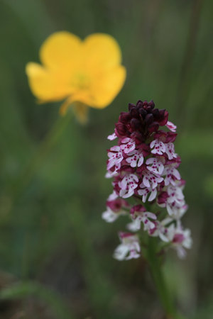 Burnt orchid, Burnt-tip orchid, Burnt tip orchid (Orchis ustulata var. Ustulata, Neotinea ustulata), blooming on a meadow, Swedenの写真素材