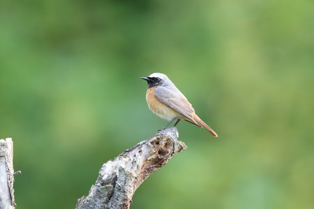 common redstart (Phoenicurus phoenicurus)