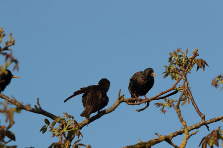 common starling or European starling (Sturnus vulgaris)