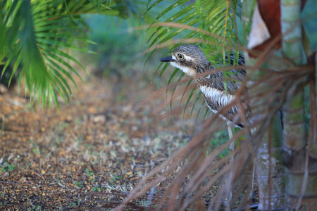 bush stone-curlew or bush thick-knee australia