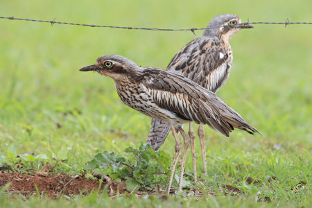 bush stone-curlew or bush thick-knee australia