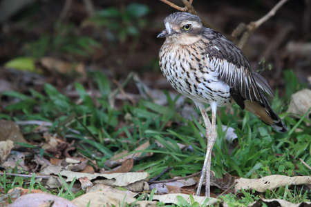 bush stone-curlew or bush thick-knee australia