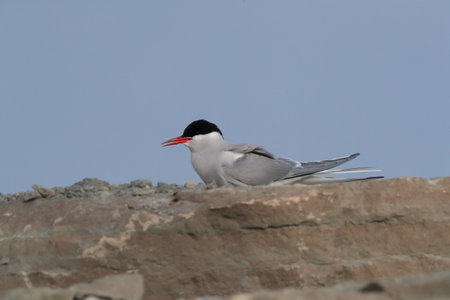 Arctic tern (Sterna paradisaea) Ã–land Sweden