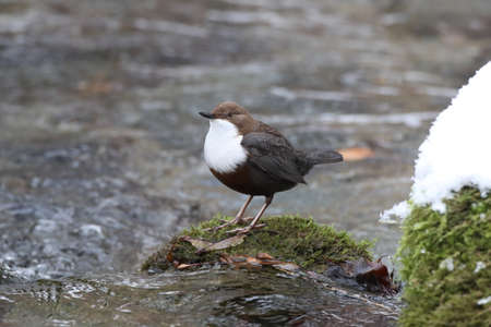 white-throated dipper in the winter germanyの写真素材