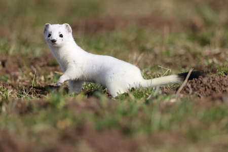 stoat (Mustela erminea) Swabian Alps Germany