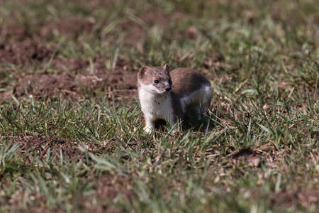 stoat (Mustela erminea) Swabian Alps Germany