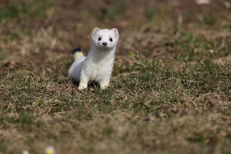 stoat (Mustela erminea) Swabian Alps Germany