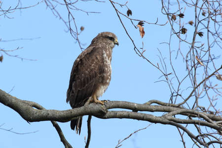 common buzzard (Buteo buteo)の写真素材