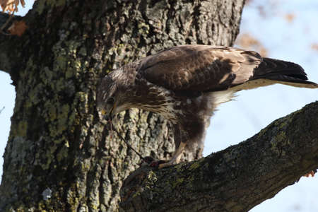 common buzzard (Buteo buteo) with prey mouseの写真素材