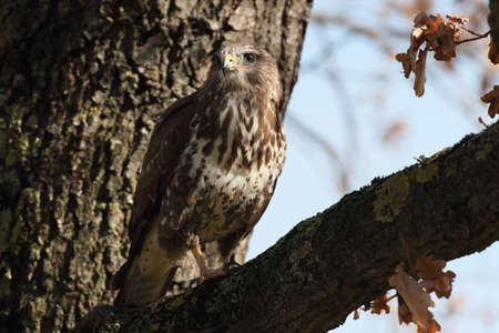 common buzzard (Buteo buteo)の写真素材
