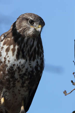 common buzzard (Buteo buteo)の写真素材